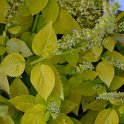 Solenostemon x 'King Lime'